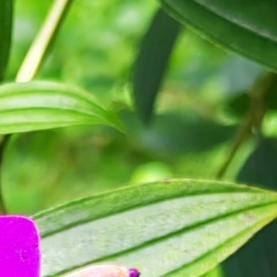 每日一善 野牡丹向阳盛放，蜜蜂循香而来。心怀善意，日常处处皆是小美好。🐝 