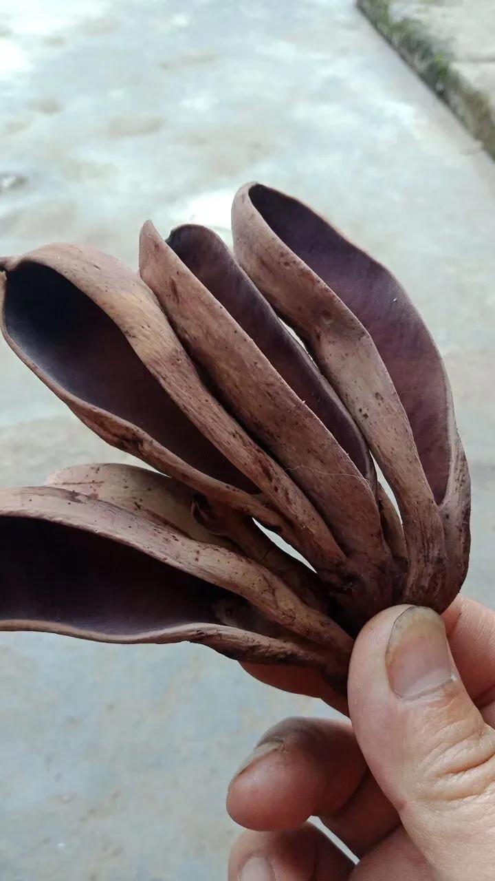 有认识这种东西的吗？
千万别说它是香蕉皮哟，那样就成笑话了。
我只知道是属于菌类