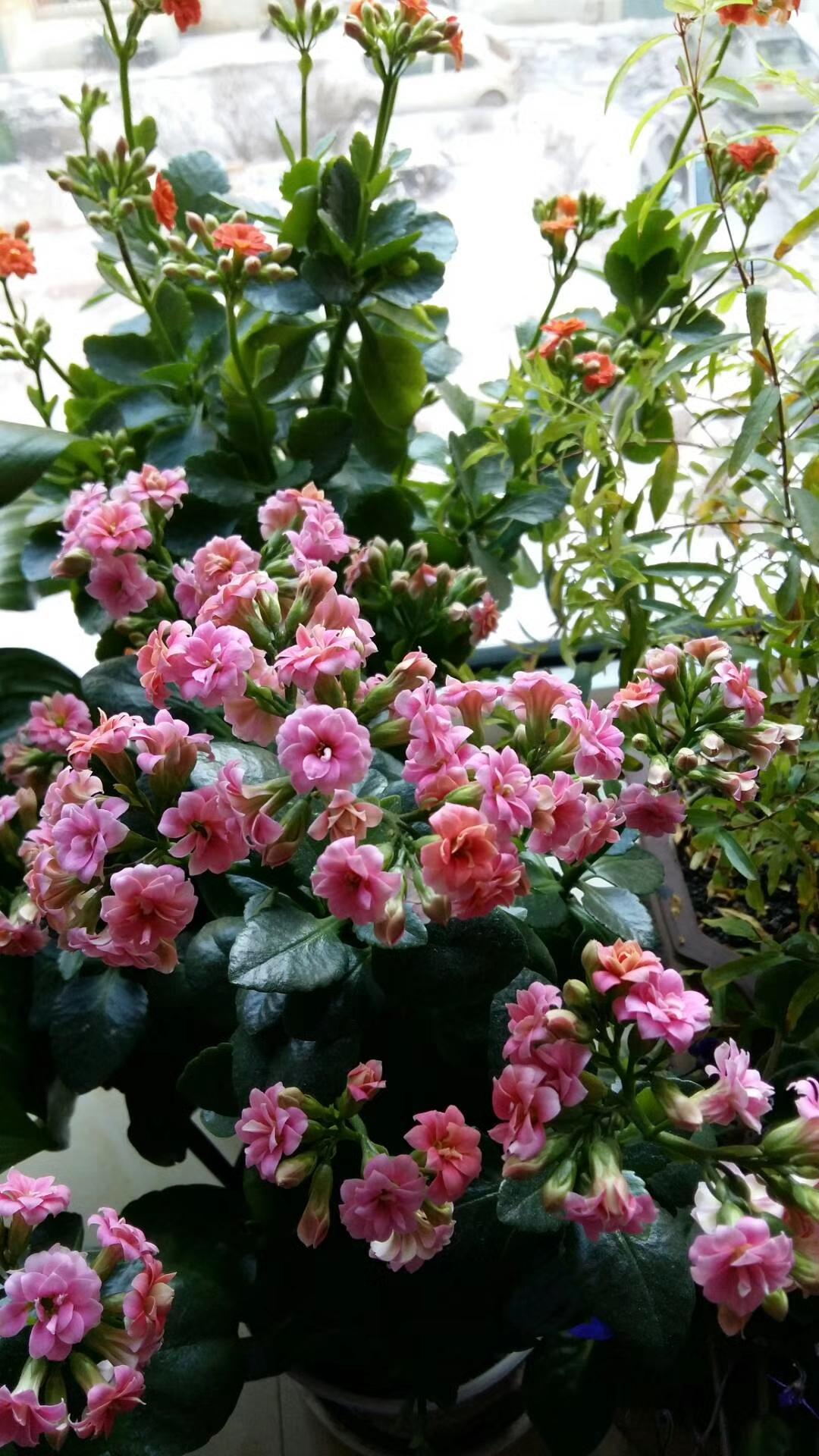 分享一张你相册里的花草照片随手拍～