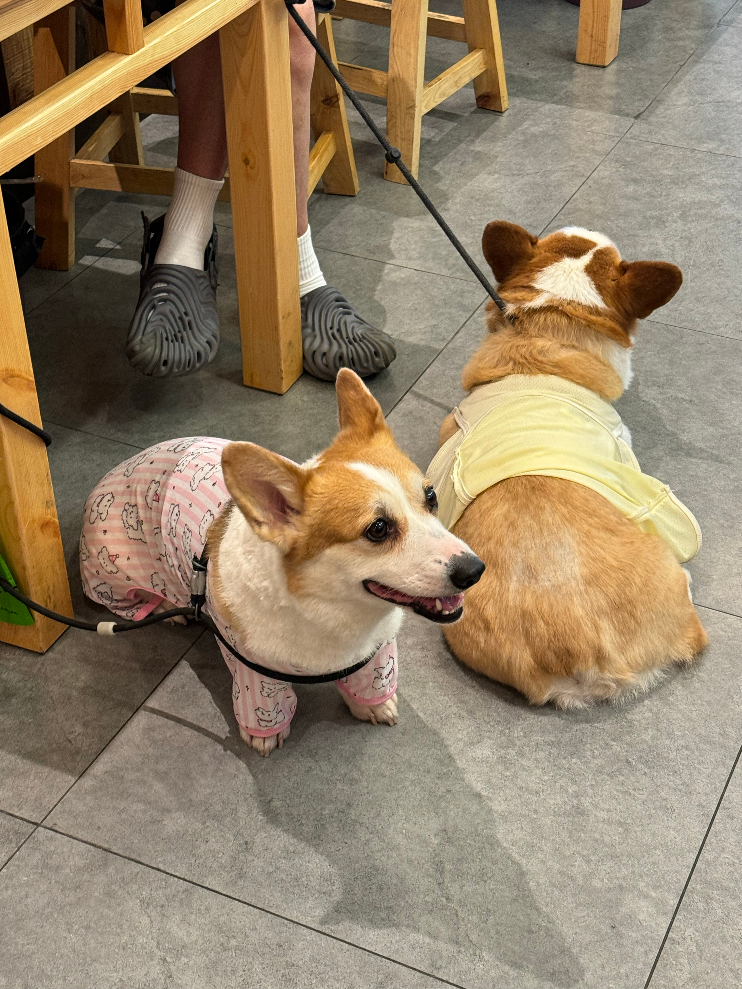 偶遇柯小基两只🐶🐶热晕了的一天💪🏻 