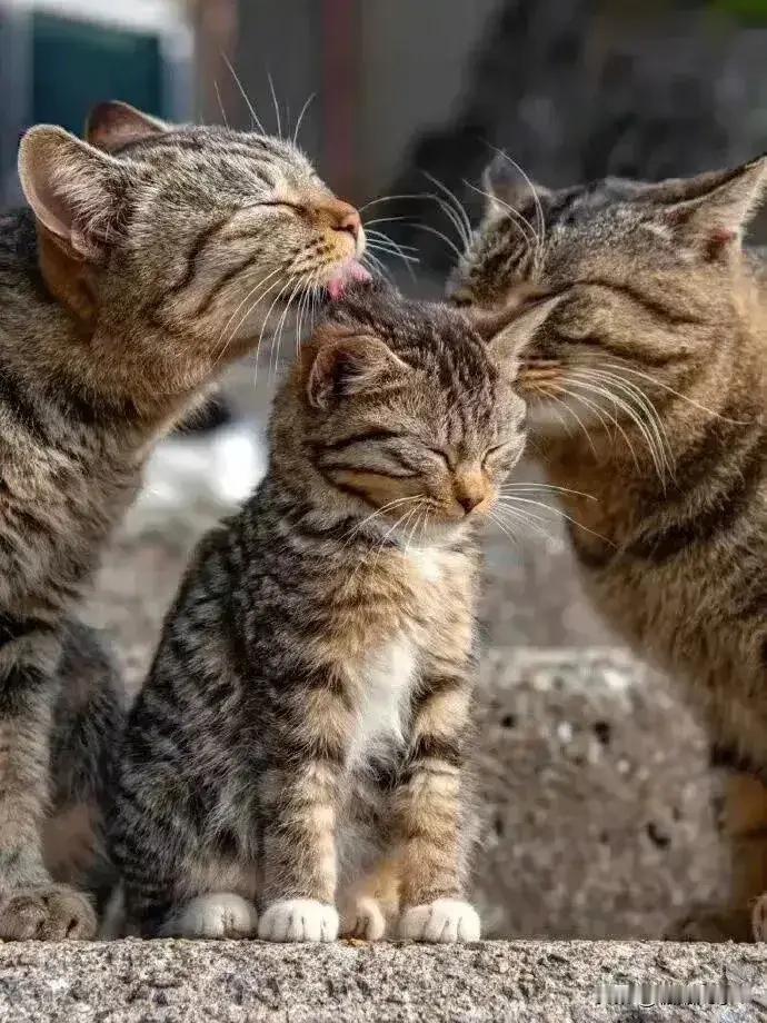 有爸妈在我就不是流浪猫~ ​​​