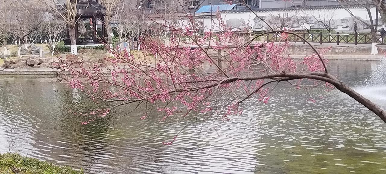 春日赏花是极为美妙之事，红梅盛开之际更是令人惊艳。梅花山有着1533亩红梅，那场