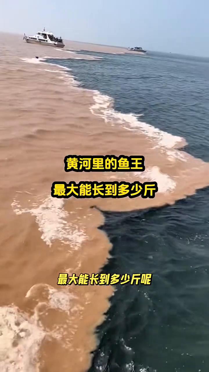黄河里的鱼王最大能长到多少斤？
黄河里的鱼王最大能长到多少斤？几十斤的黄河大鲤鱼