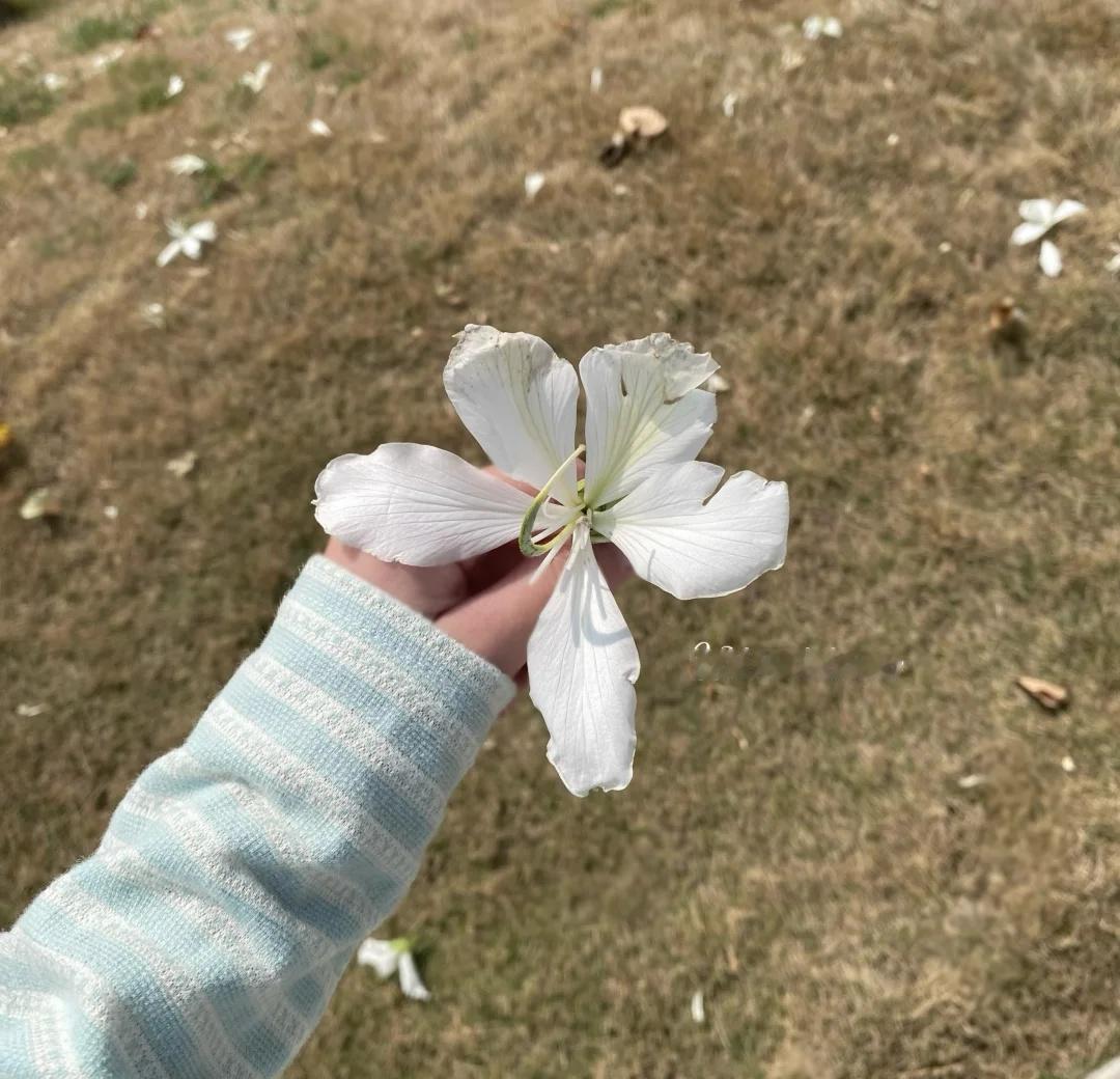 白色洋紫荆：
	
花