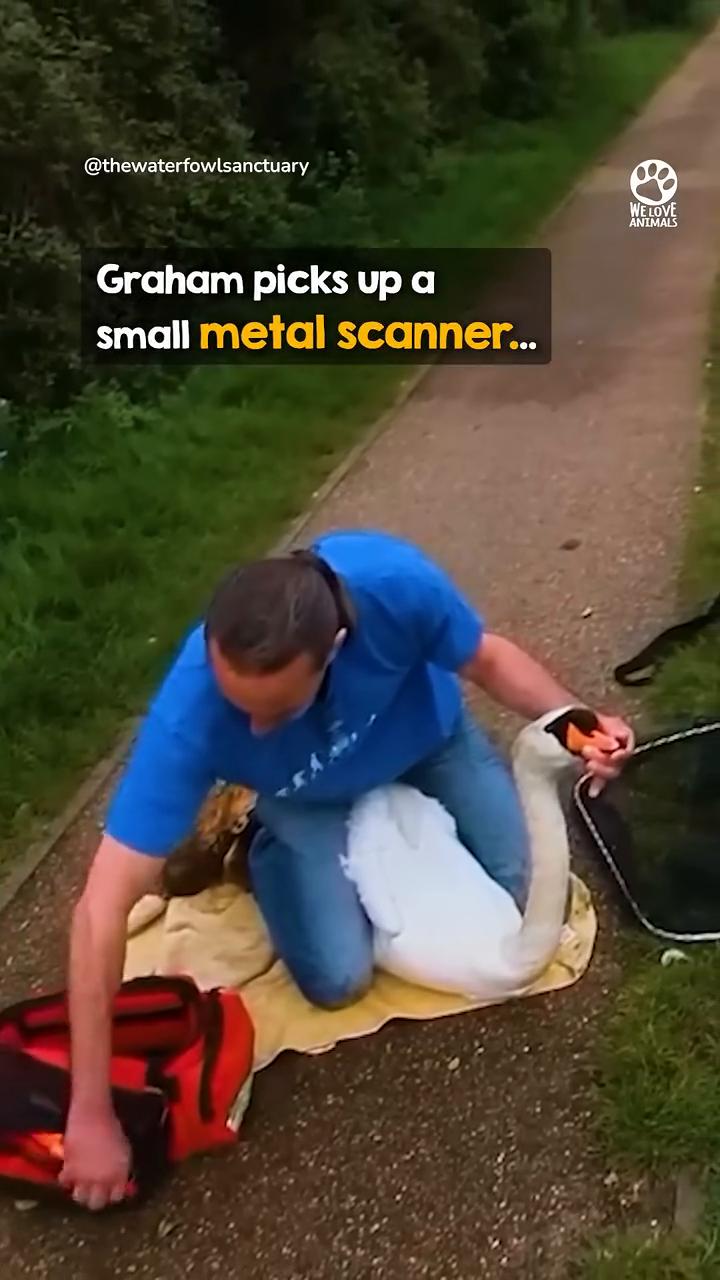 This man suddenly hauls up a swan...and 