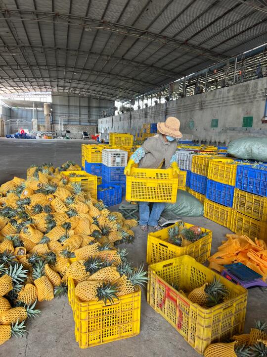 因为卖凤梨我的父母都骄傲了