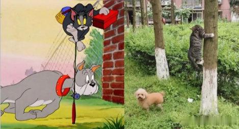 #猫和老鼠是写实动画#有没有人能拍一版 真猫真鼠版猫和老鼠哈哈哈哈 ​​​
