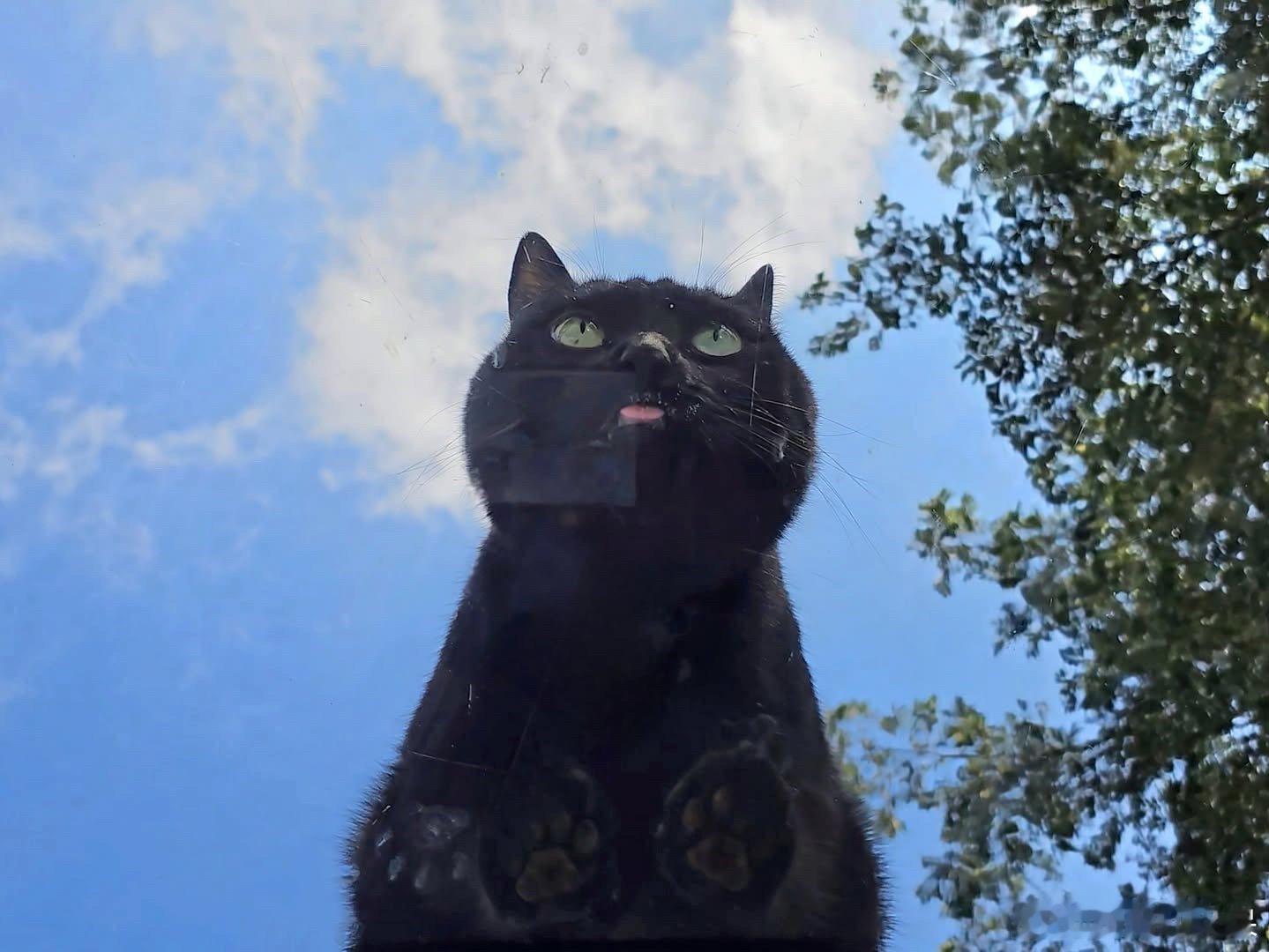 🐈‍⬛..cr：nokttu._.¡ ​​​