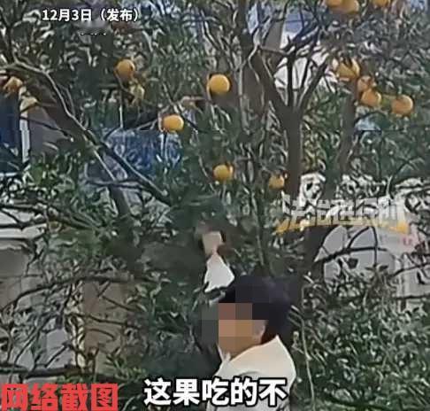 四川有男子逛公园看到内树上有果子。

男子看这树上的果子还不错，心里便有想着摘个