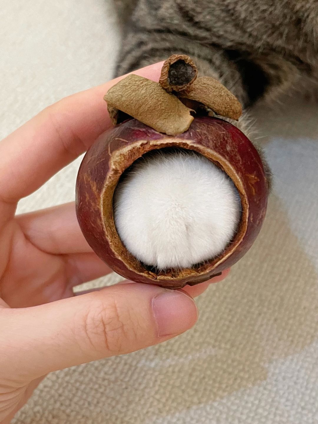 这种长了毛的山竹真的不能吃吗！？