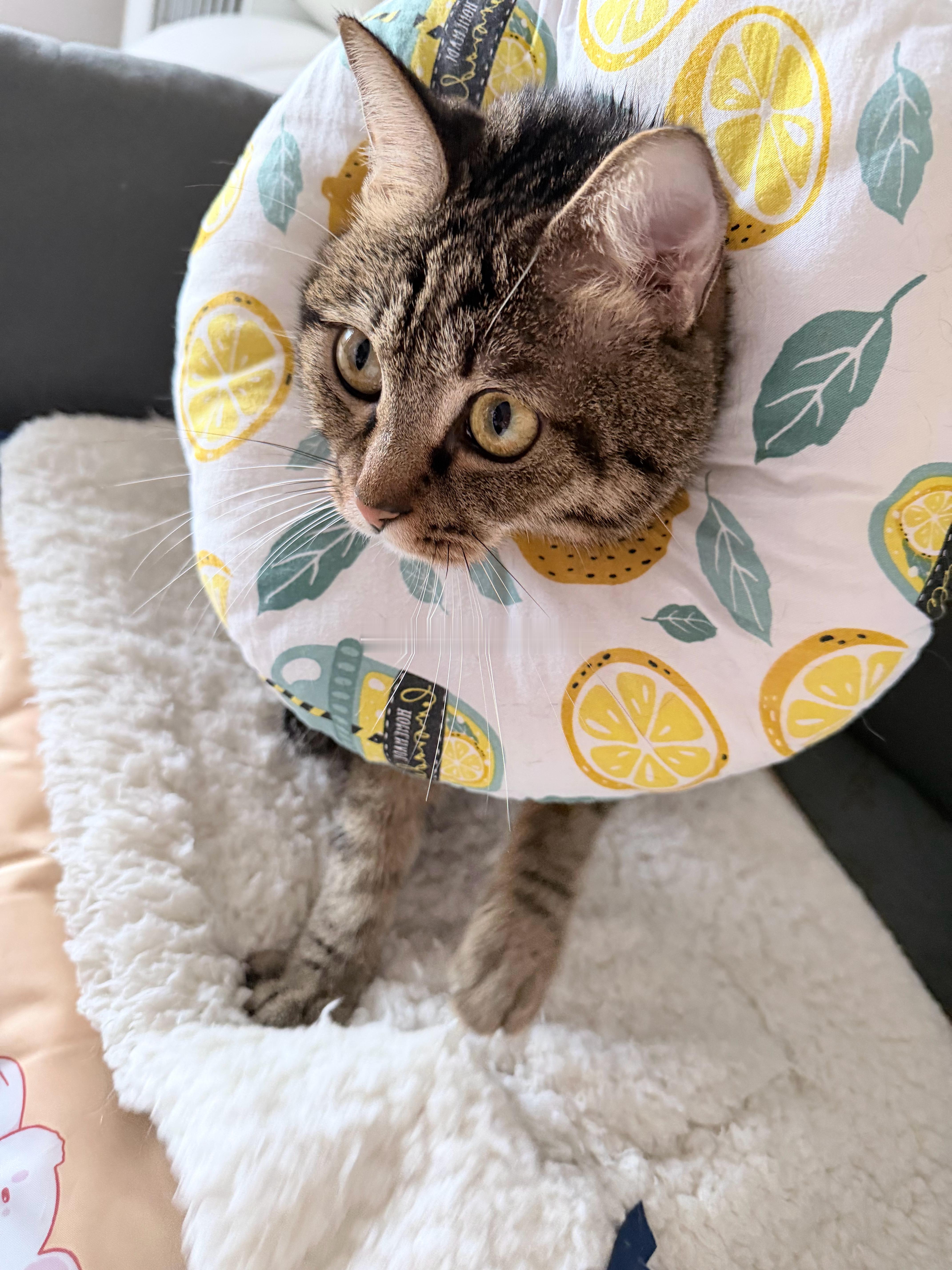 出差前乖乖把驱虫做了。ps：今天补上了三张重要的卡，开熏。 