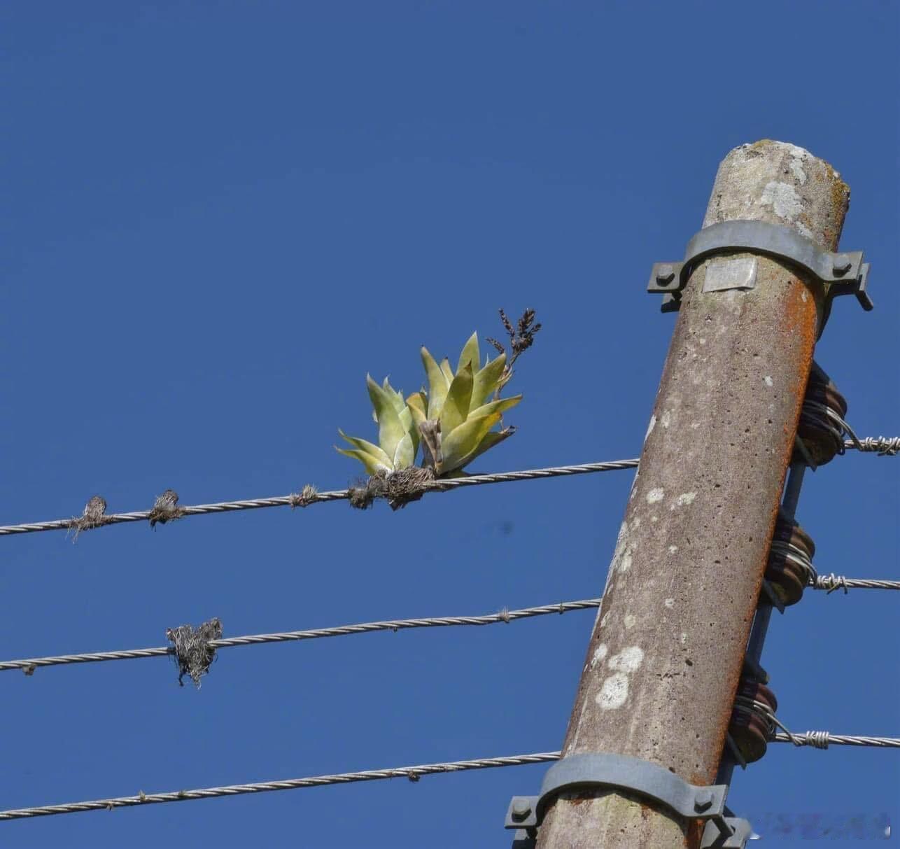 养啥啥不活的看到电线杆上的空气凤梨沉默了🙉 
