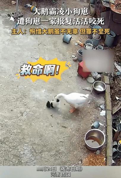 河南一女子办完事回家，发现自家大鹅死了！她以为家里进了贼，结果查看监控后，却傻眼