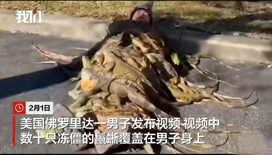 美国佛罗里达州遭遇罕见冬季风暴，气温大幅跳水，当地的鬣蜥扛不住低温，纷纷进入冻僵