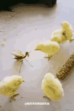 见过螳臂当车的，没见过螳臂当鸡的！