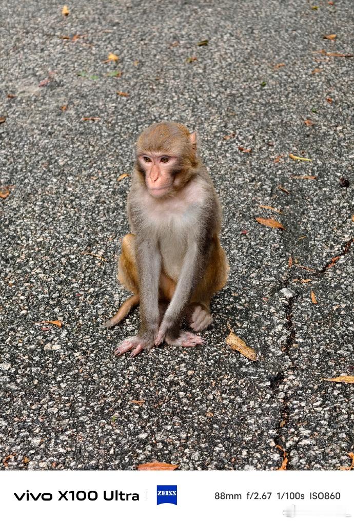 动物园黑熊袭击饲养员 深圳之前还有塘朗山猴子抓伤女童的，真的很吓人了 