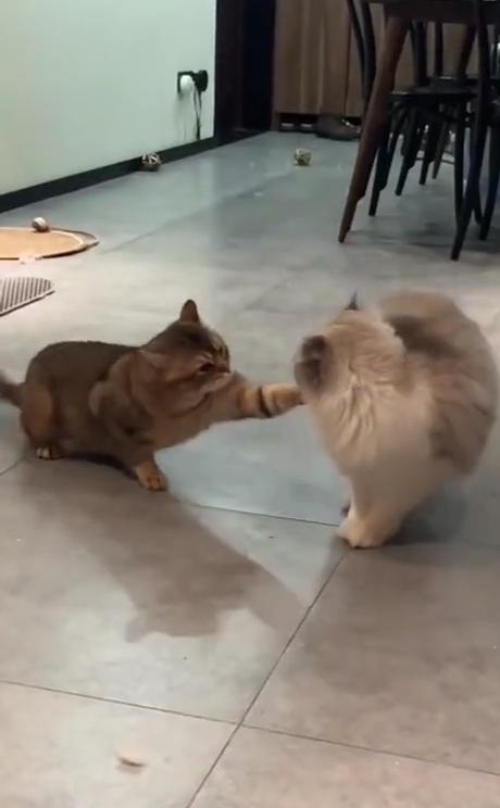 我是最棒的，最棒的小可爱。天生就惹人爱，大大的眼睛，嘟嘟嘴巴，聪明的小乖乖。我是