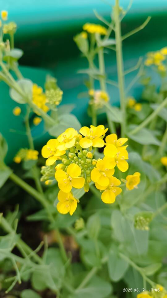 油菜花开了