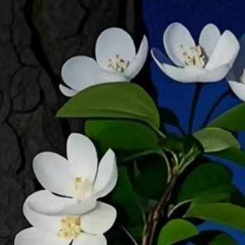 “树洞倾听，守护你的每一份心事”在这里，你可以卸下所有伪装，安心倾诉喜怒哀乐。树