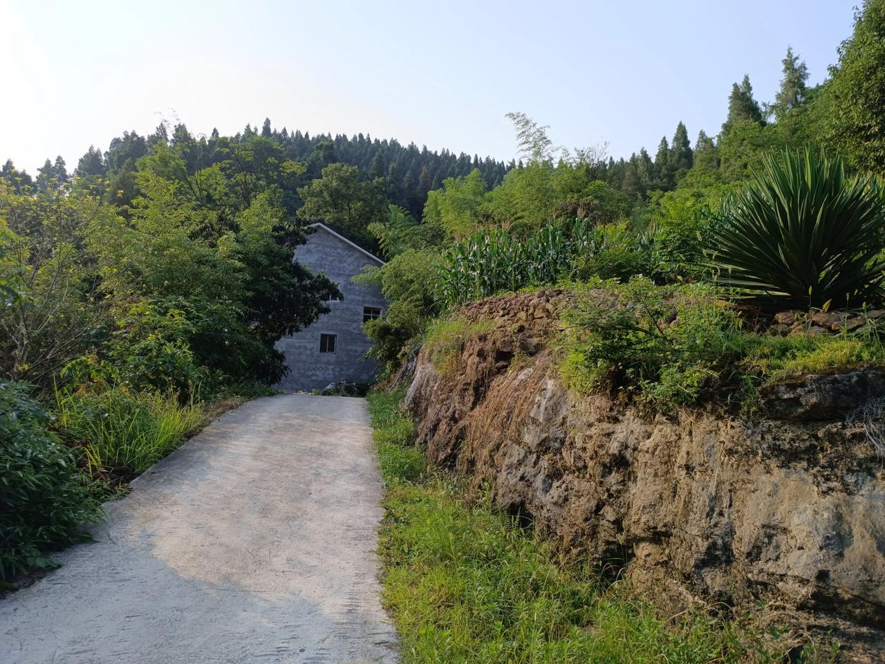 在山区农村无论你种什么。不要说田间日常的种植管理。能把那些果实收下来，运到山下那