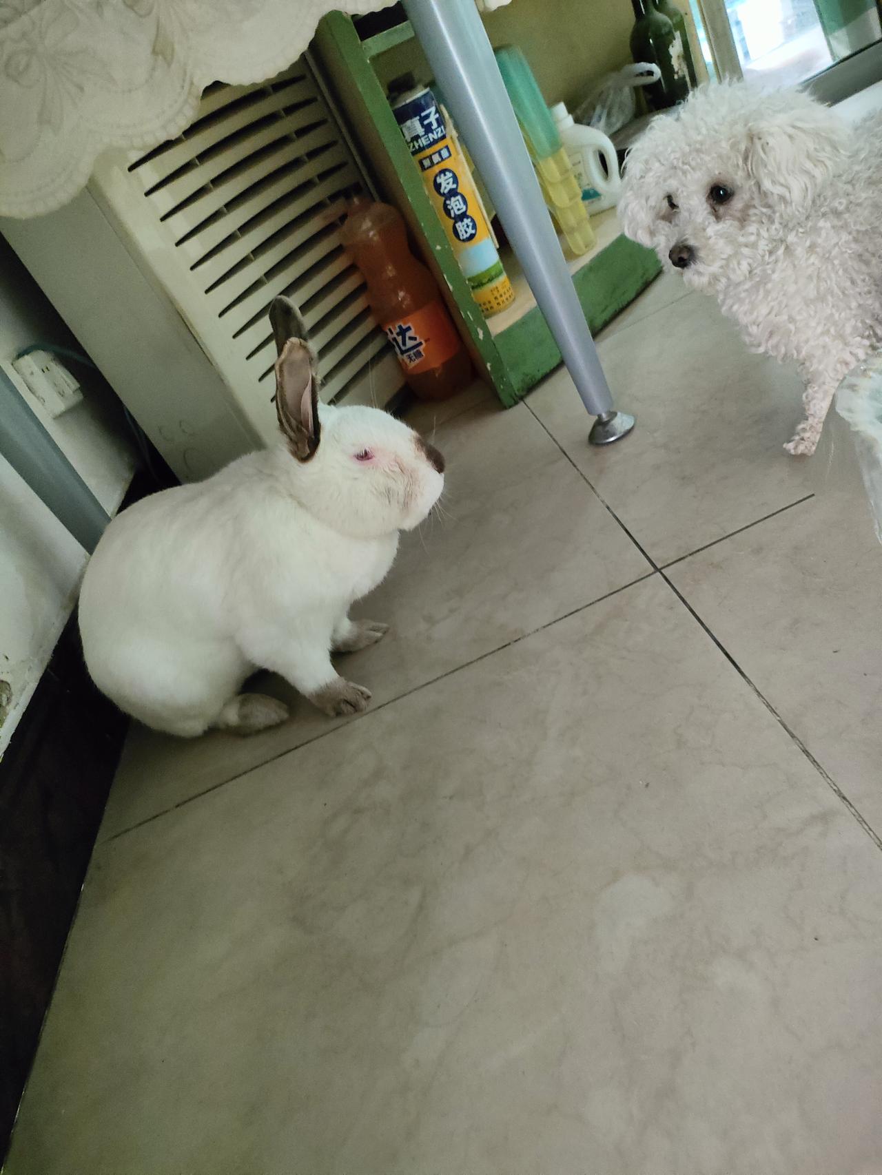 晒图笔记大赛家里两位软乎乎的小家伙，白兔乖乖蹲在角落，小泰迪歪头盯着伙伴，安安静