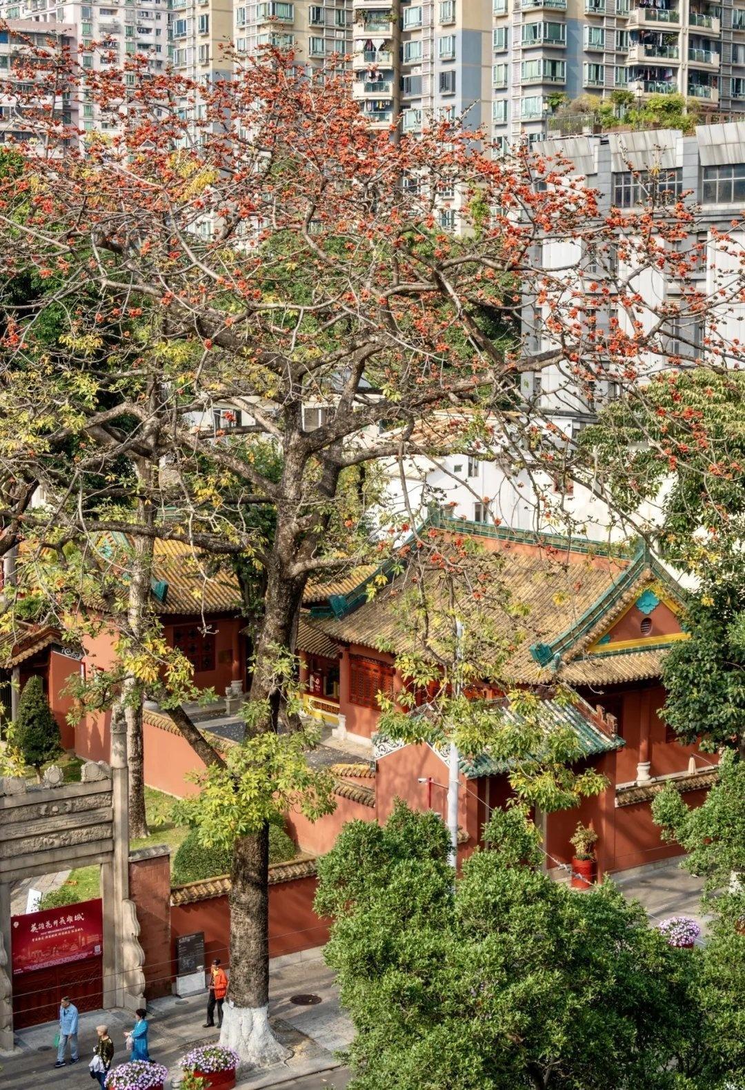 广州春日｜红墙木棉绝美暴击🔥 
📍广州 珠江·星火1926
广州春日顶流！商