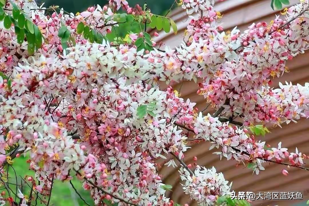 谁能想到，广州这波升温里，麓湖公园藏着个大惊喜——花旗木全开了！
 
这花还有俩