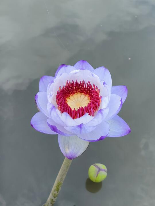 澳洲睡莲 很标准的花型～