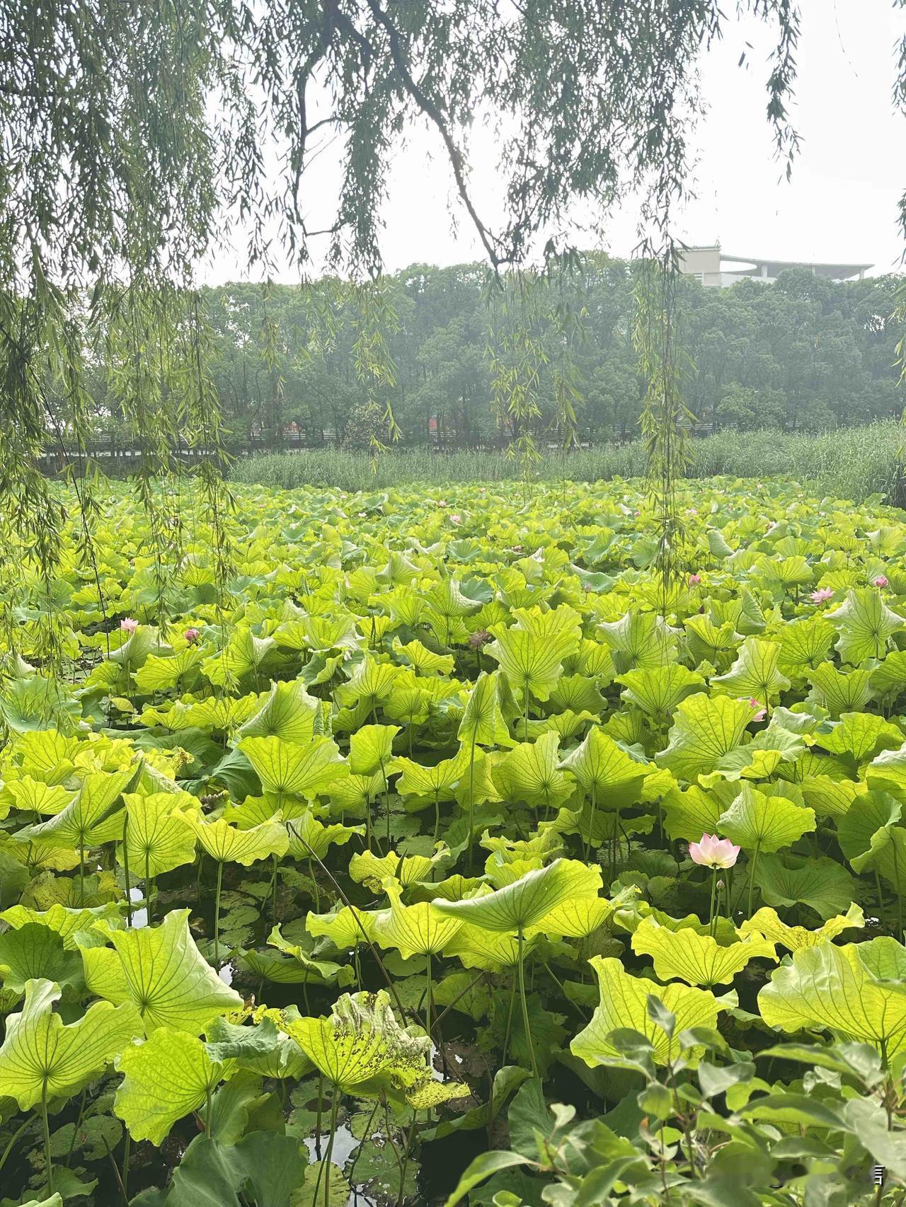 漫步湖畔撞见连片荷塘，柳丝摇曳藏住整季温柔夏意