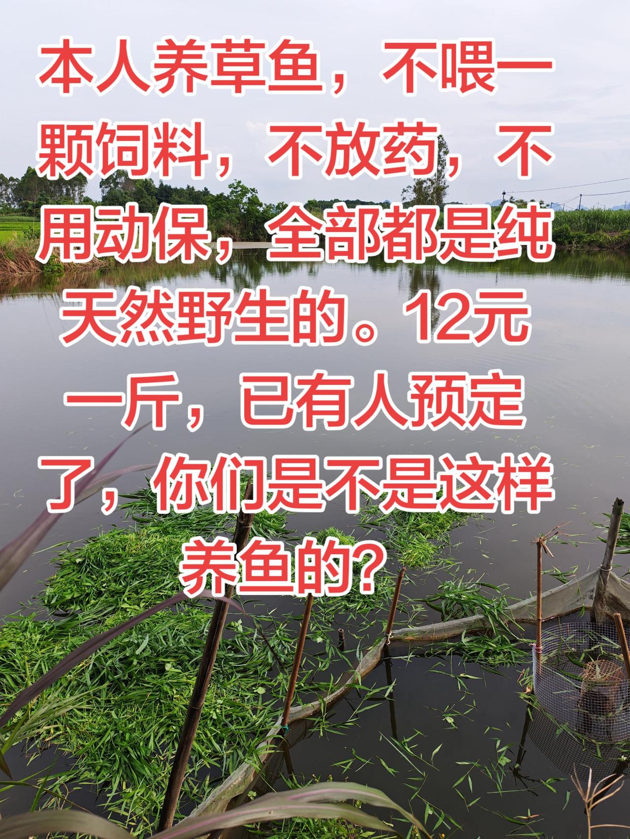 养鱼就是要纯天然的养，这样价钱高，对人体也好养鱼 养鱼日记 生活 农村