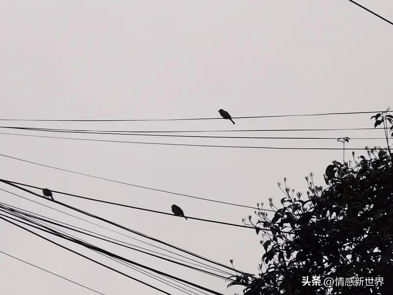 生活中，花草鸟儿这些美好小物总能带来治愈感，随手一拍，就是定格幸福瞬间。
有次在