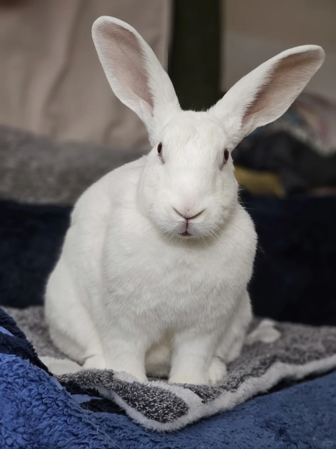 超级无敌大耳朵