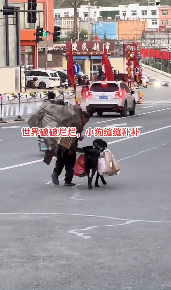 世界破破烂烂，小狗缝缝补补。