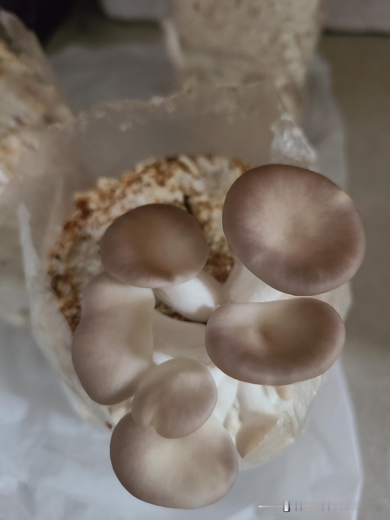 这种在树上的蘑菇，如今很少见了，比种在大棚里蘑菇味道要好！