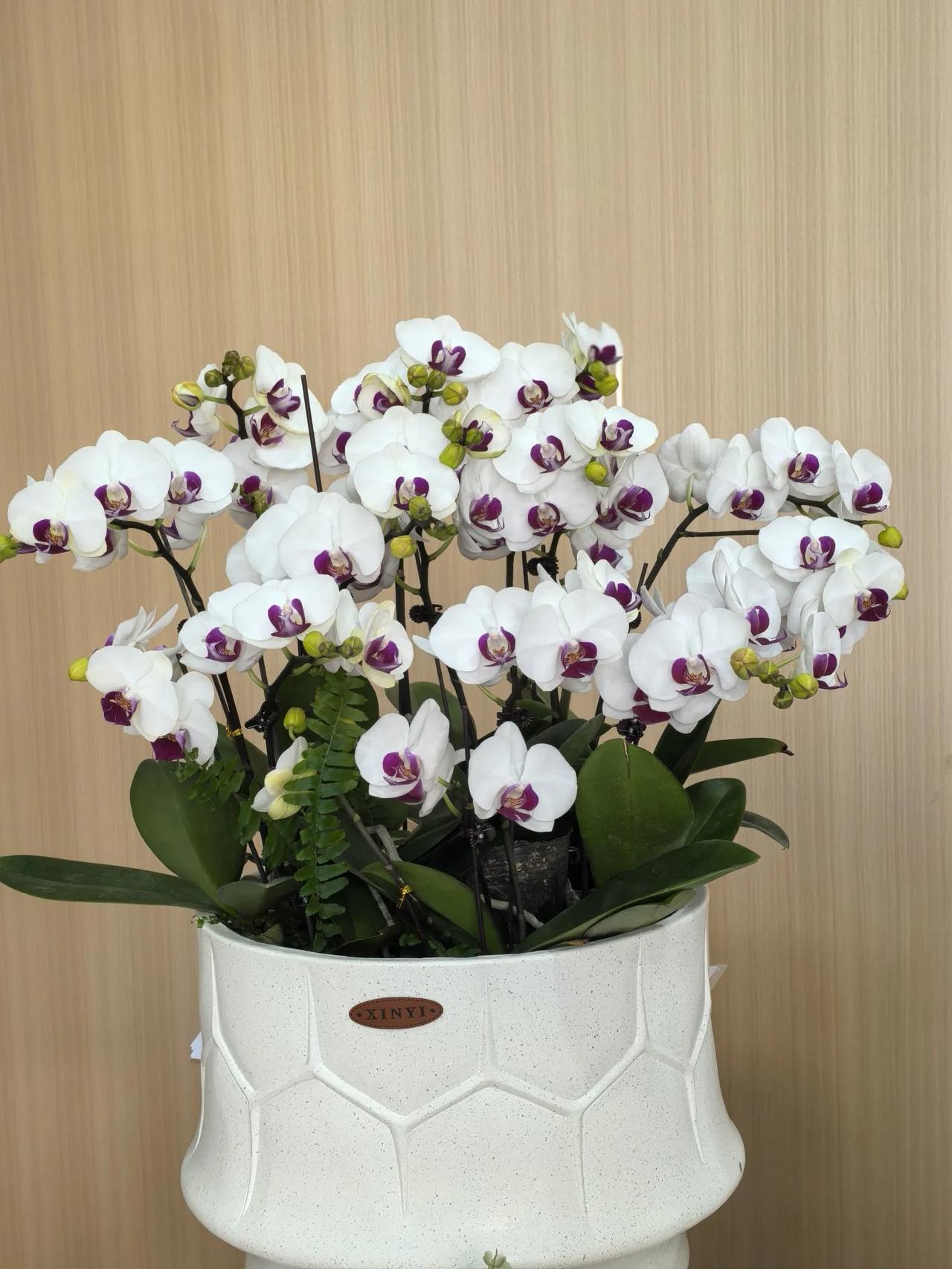 ，拍花拍草拍万物。注：图五、六想用黑背景拍雪花的，遗憾的是今年的雪太小了，一共下
