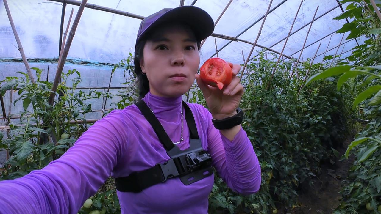 西红柿来了，又到开始掉肉的时候了！西红柿来了，每天现摘混装发货，目前能邮寄的只有