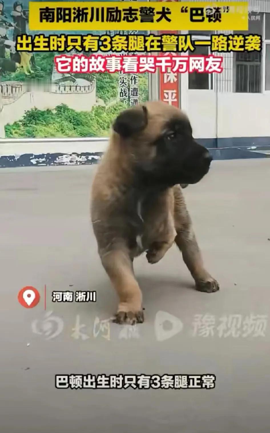 一只名叫“巴顿”的小狗
是警犬的后代
只因为出生的时候
由于前左肢发育不良，所以