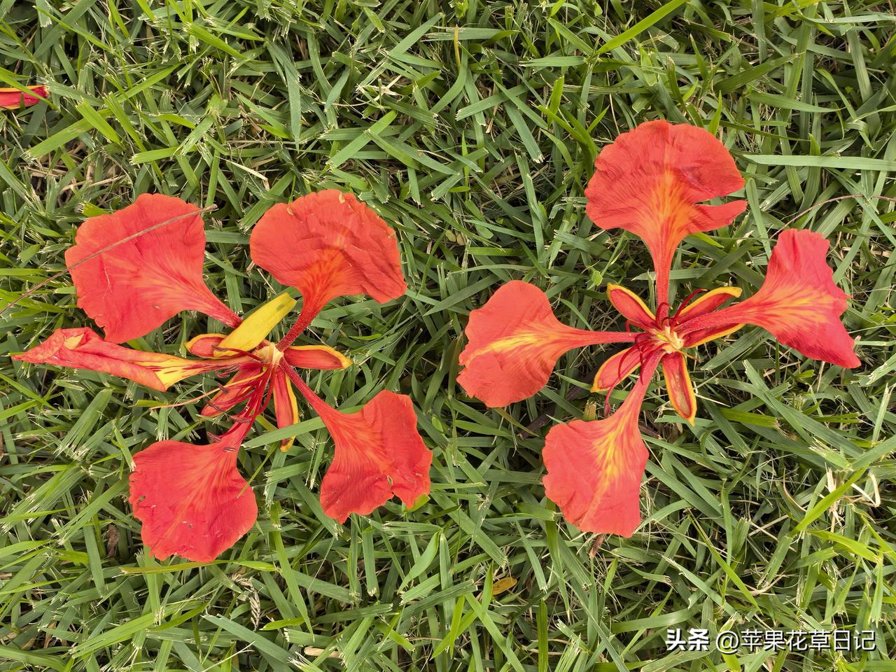 凤凰树风姿绝美
花瓣坠地韵味足
绿草映衬落红俏
共同绘就锦绣图

于小区内拍摄的