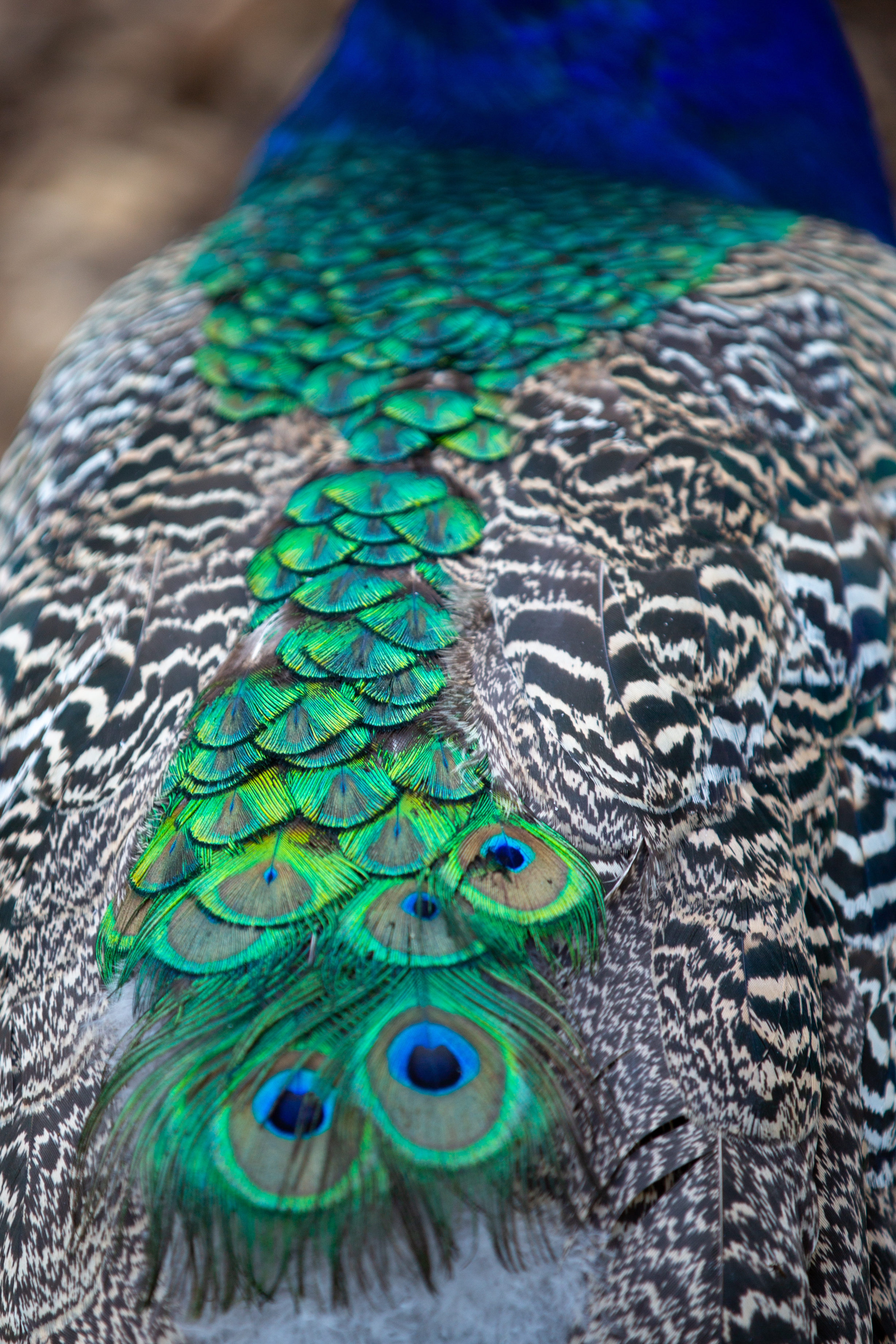 老规矩，睡前一更。明日癸卯  乙丑  戊寅。明天周一，这是个需要鼓起勇气正面问题