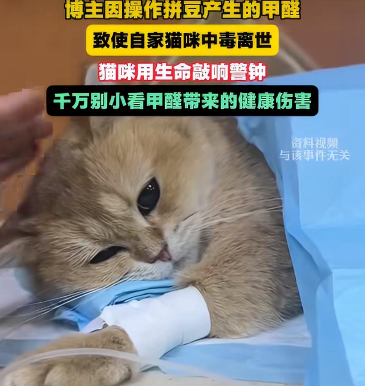 最近刷到个事，看得人心里堵得慌，一个做拼豆代拼的博主家的小猫，突然甲醛中毒走了，