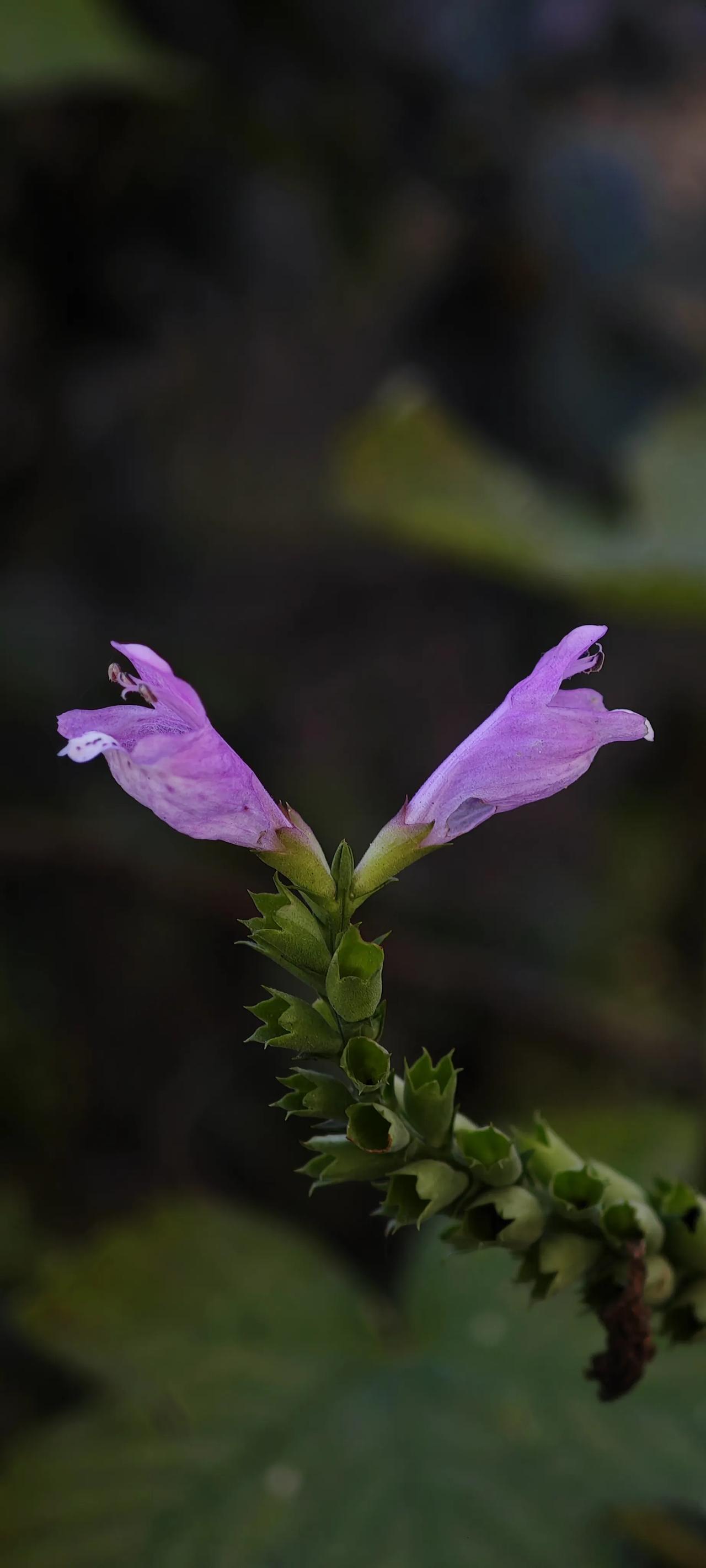#分享随手拍摄的花🌸#假龙头花