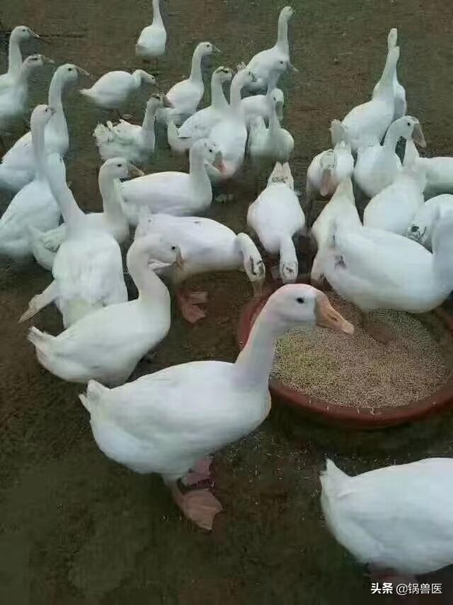 #诗词# 和他们在一起时间久了，越来越喜欢他们了