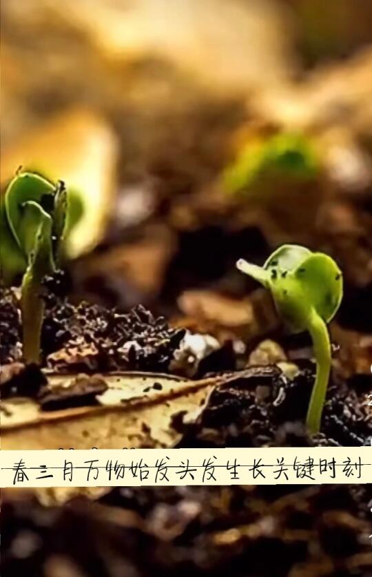 春三月如何抓住养发生发的大好时机？