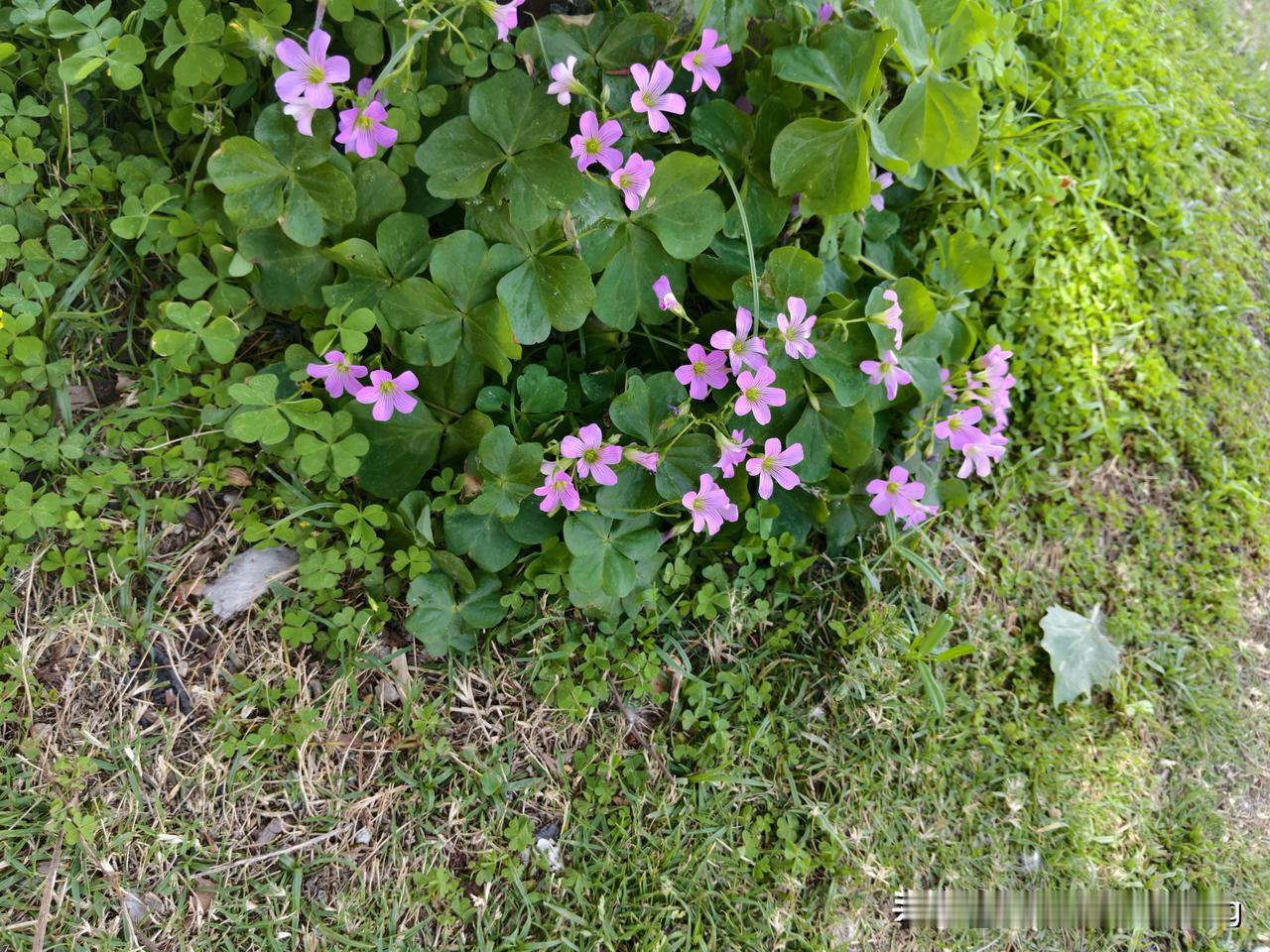 随手拍一张山花野草的照片华科大校园五月的小花🌸