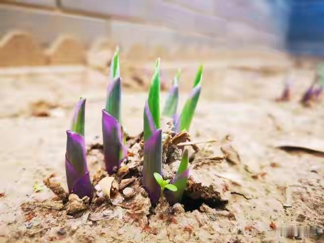 在无人喝彩的荒原，仍要种自己的玫瑰，这是一种坚韧不拔的精神，也是一份对生命的热爱