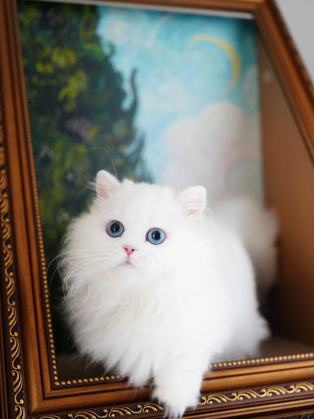 画儿里的猫走出来啦