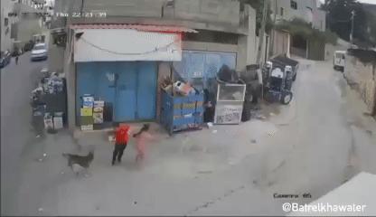 印度街头发生的一幕，三哥从恶犬嘴里救下小孩。

印度街头，一只恶犬突然向路过的红