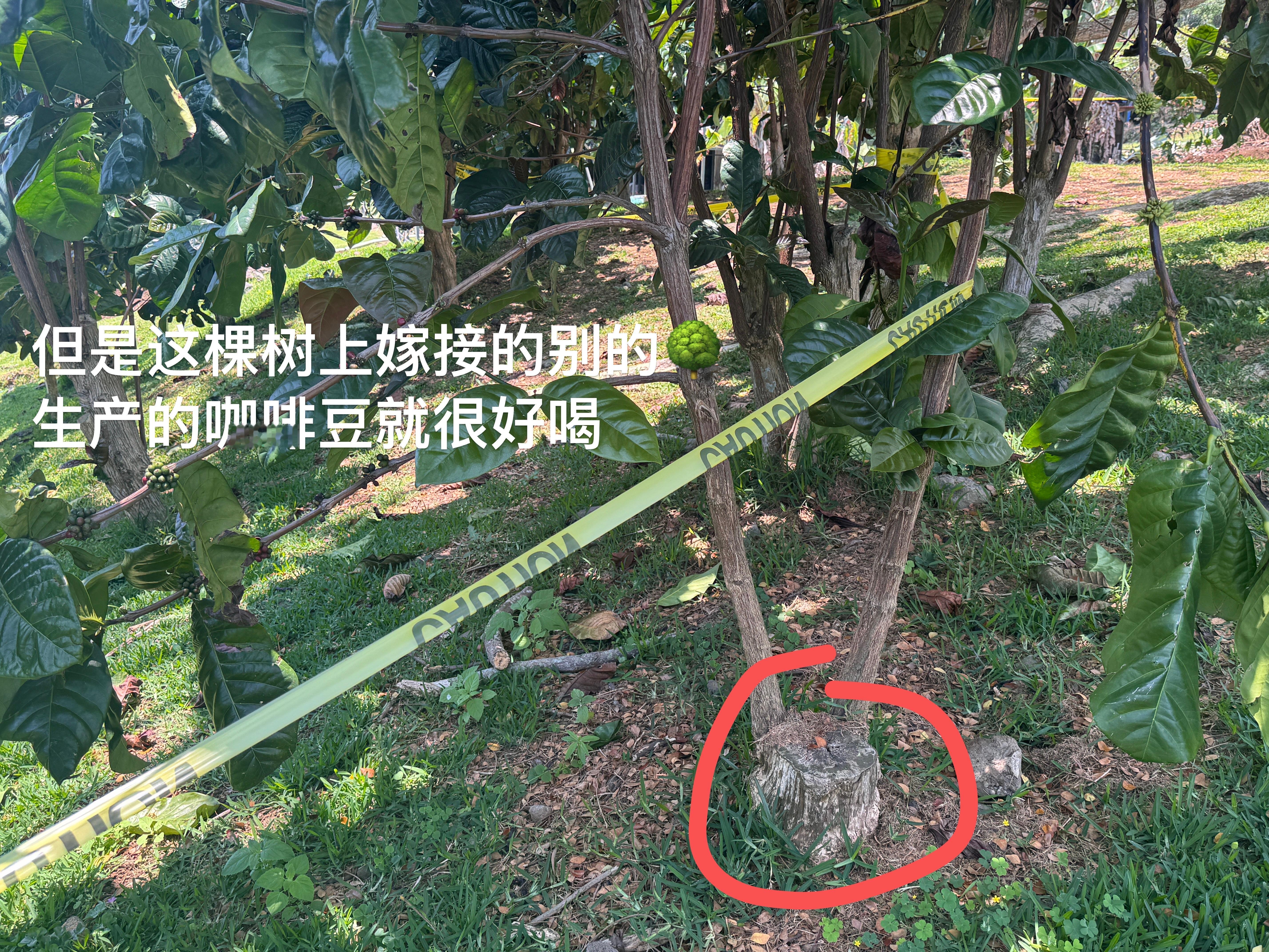 上午去了一个农场好晒！但是买了咖啡豆给薛老师和我妈据说科纳岛上是世界上第二好的咖