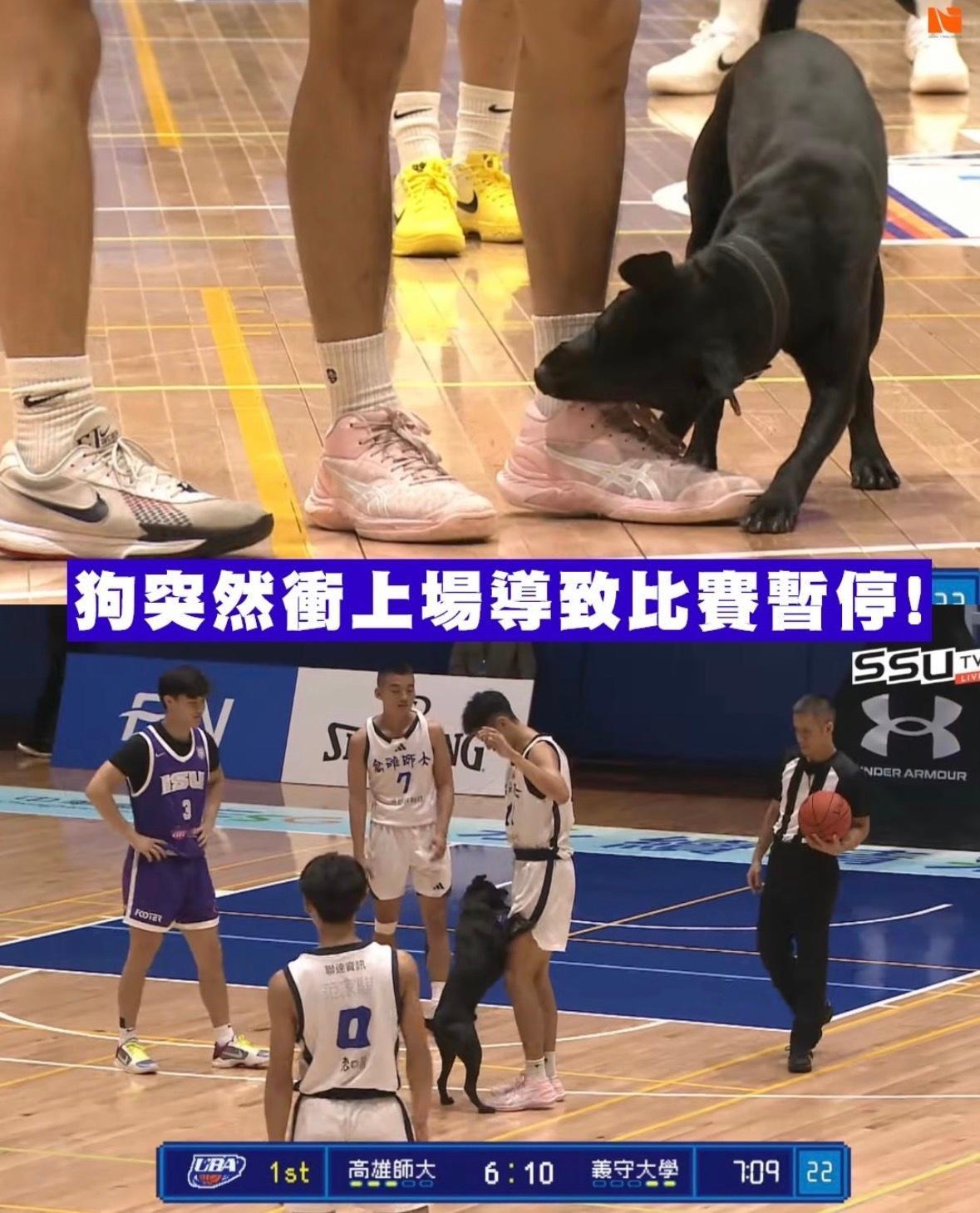 离谱！台湾省大学联赛，比赛期间一只狗进场了，导致比赛暂停 nba
