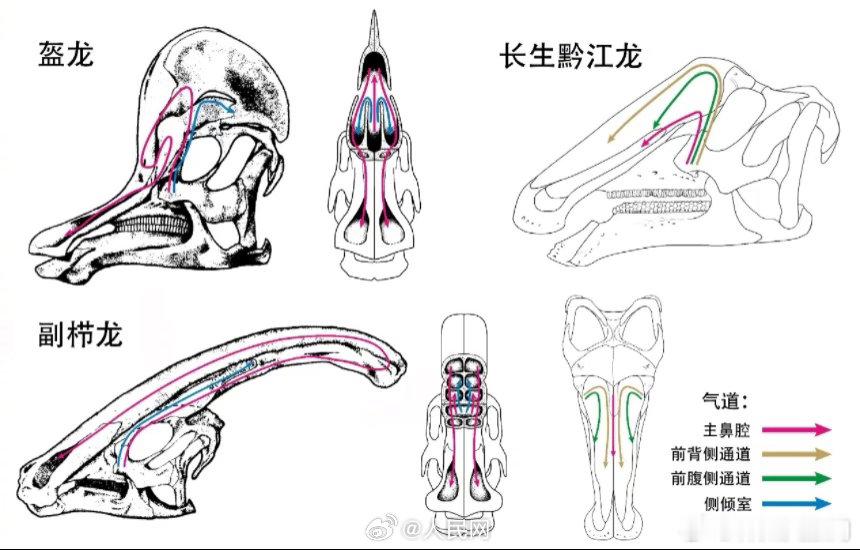 重庆黔江恐龙有新发现近日，重庆古生物研究院联合多家科研单位与高校通过对长生黔江龙